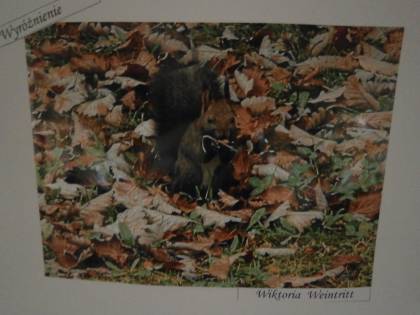 Zwierzęta w obiektywie