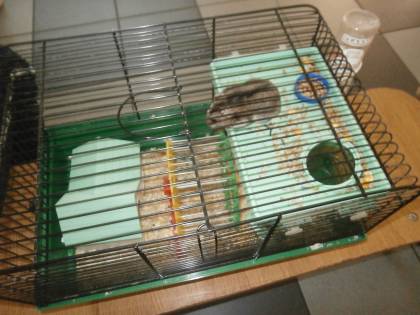 Łapy, łapy, cztery łapy.