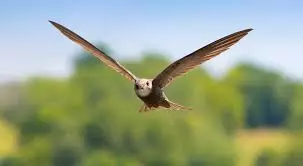 Konkurs fotograficzny pt. „Kocham, lubię, szanuję ..... zwierzęta”